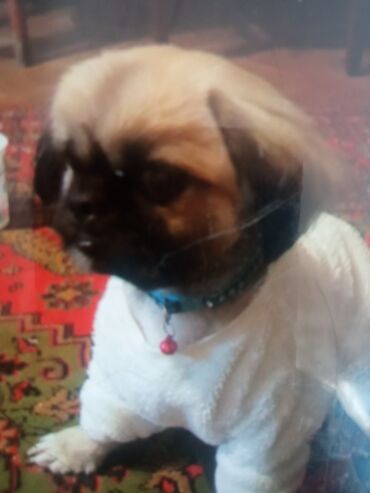 ev it: Pekines, 10 ay, Erkek, Pulsuz çatdırılma, Ünvandan götürmə