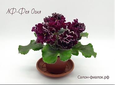 Фиалки и глоксинии: 🌱🌺🌱 Продаю сортовые ДЕТКИ стандартных, трейлерныхмини и полумини — 17