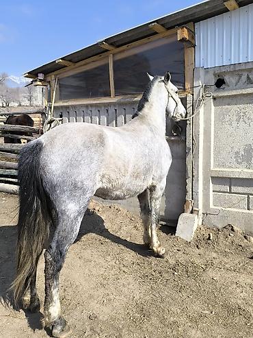 Лошади, кони: Продаю | Конь (самец) | Кара Жорго — 7