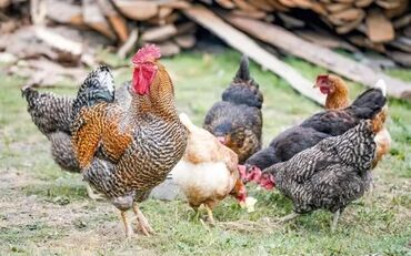куплю русского спаниеля: Продаю | Куры | Домашняя | Для разведения