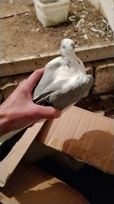 lalafo goyercin satisi: Ev göyərcinleri tek tek gotren olsa Ayr qiymet olacay hamsn gotren — 9