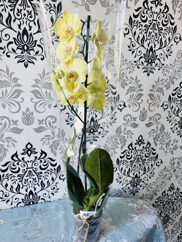 продажа комнатных цветов: Продаю орхидею !цветы крупныекорешки хорошие