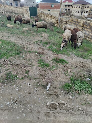 qoyun boğaz: Dişi, Qala, il: 1, Damazlıq