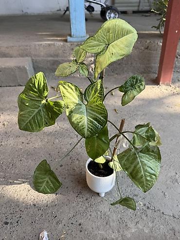 фитолампа: Сингониум (Syngonium podophyllum) в декоративном горшке - — 2