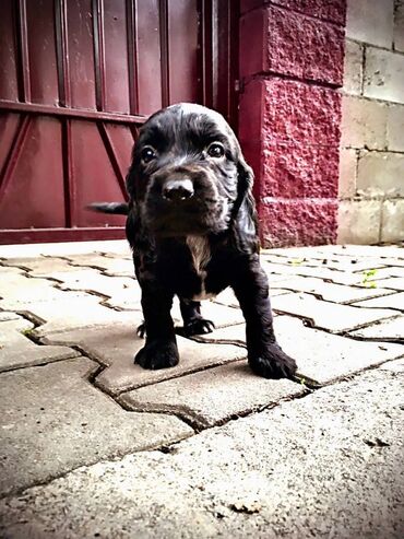 Продажа собак: Спаниель, 3 месяца, Самка, С прививкой — 6