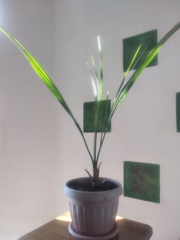 гортензия комнатная: Свежепересаженая, активно растущая финиковая пальма, за 500 сом