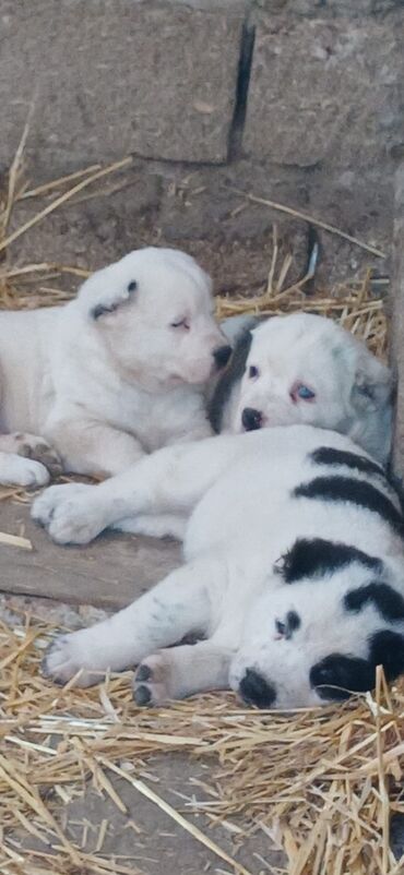 İtlər: Alabay, 1 ay, Erkek, Peyvəndli, Ödənişli çatdırılma — 2