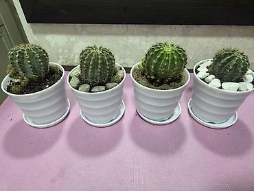 Кактусы: Эхинопсисы в горшках - Род: Echinopsis (кактусы-шаровидной формы с — 3
