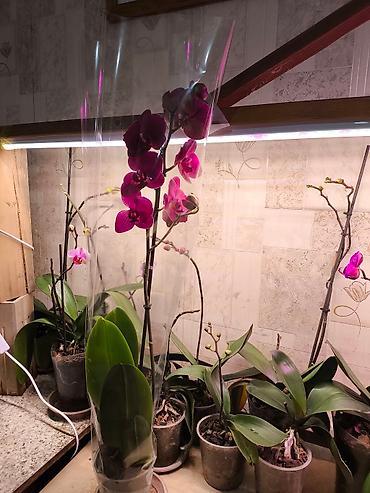 Другие товары для дома и сада: ОРХИДЕЯ ОРХИДЕЯ и ОРХИДЕЯ самое красивое и постоянно цветущий — 2