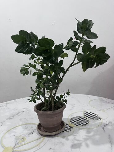 сансевьера комнатное растение: Коланхое