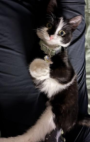 Кошки: Отдаем котенка в добрые руки 🤍 невероятно красивая, любящая девочка — 3