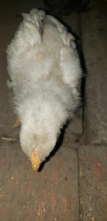 Куры, петухи: Продаю | Цыплята | Для разведения — 35