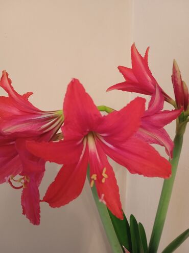 фиалка цветет: Гиппеаструм, очень красивый, цветет несколько раз в году