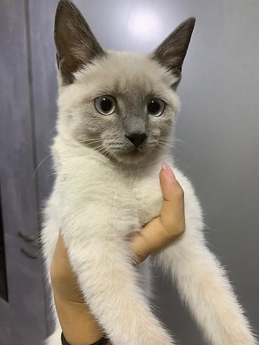 коты сиамские: Кошка даром: Сиамская, 6 месяцев, Мальчик, Приучена к лотку — 2