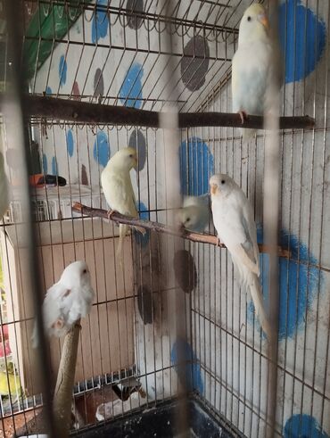 Tutuquşları: 13 ededdir aktiv balalardir deneyle 9 manat hamsini alana 8 manatdan — 10