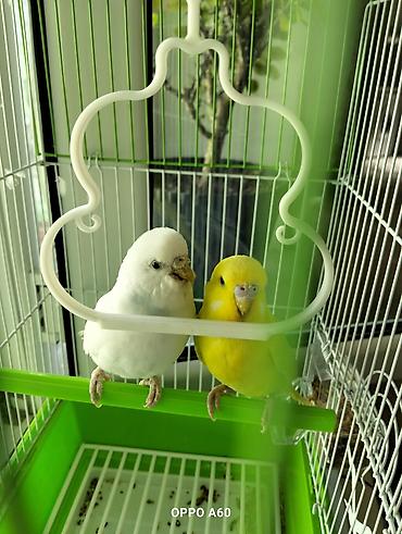 Qəfəslər: Baza ilə birgə dalğalı tutuquşu dəsti - 2 ədəd dalğalı tutuquşu (bir — 7