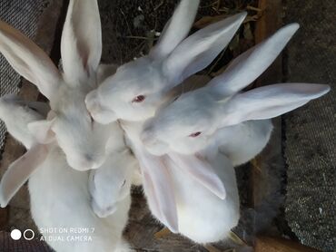 İtlər: Ağ albinos dovşanlar – eyni yuvalamadan olan bir neçə baş. 8 ildir