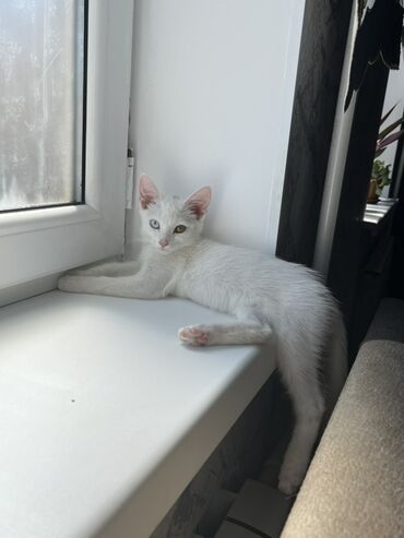 домик для кошек: Белый котёнок с уникальными глазами: один голубой, другой янтарный