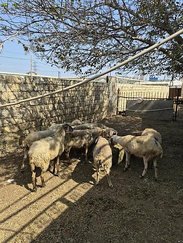 Бараны, овцы: Qoyun sürüsü – yerli ətlik-südlük istiqamət - Şəkillərdə gördüyünüz — 5