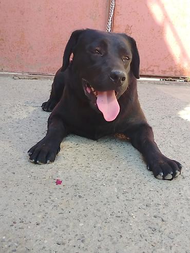 labrador retriever: Labrador-retriver, Erkək — 2