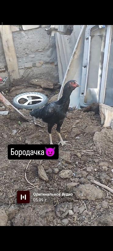 Куры, петухи: Продаю | Куры | Бойцовая | Для разведения — 1
