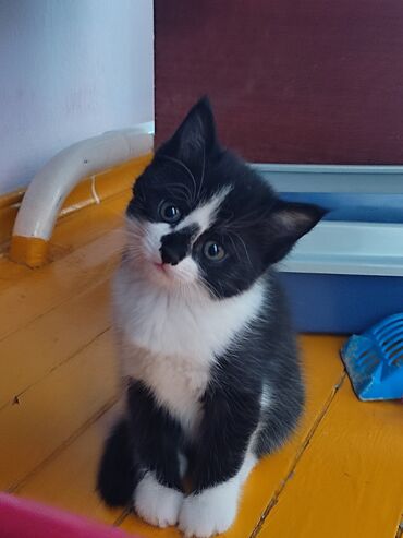 сиамский кот: Отдам котёнка в любящиедобрые руки . ❤️‍🩹 Мать турецкая ангораотец