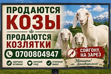 корм б1: Продаю | Коза (самка), Козёл (самец), Козлёнок | Полукровка, Зааненская | На забой, Для разведения, Для молока | Племенные, Осеменитель — 1