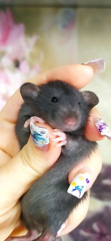 Крысы: Привет друзья !! У нас родились красивые крысята.Друзья в питомнике - — 12