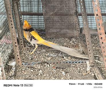 синяя птица: Золотой фазан (Chrysolophus pictus) лимонный фазан ) - Яркий — 6