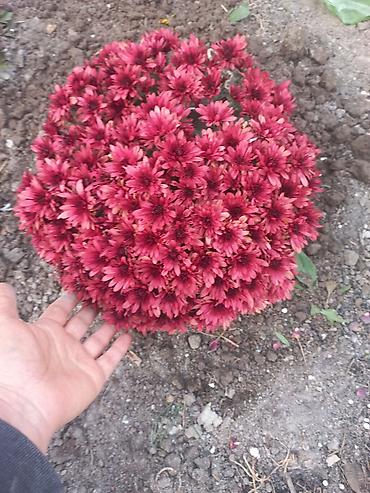 Другие виды семян и саженцев: Саженцы хризантем с пышной зеленой листвой, готовые к пересадке — 25