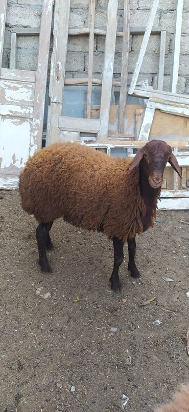 qala qoyunari: Qala cinsi qirmizi erkekdi 7 ayliq togludu damazliq