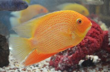 рыбки аквариум: Северум Голд и Северум Сантарем (размер 12-16 см). Рыбки спокойные