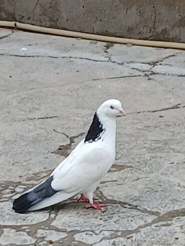 takla goyərcin: Pecat dest goy quyruq abreze yaxin erkekdi tutulmadi 2 gundu tutulub lalafo.az -da takla goyərcin: Pecat dest goy quyruq abreze yaxin erkekdi tutulmadi 2 gundu tutulub
