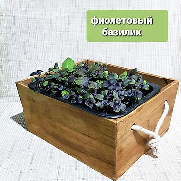 Микрозелень: Микрозелень и молодые травы в кассетах - Ассортимент: микрозелень — 2