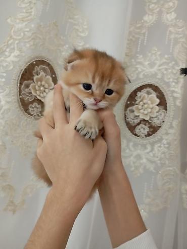 Pişiklər: Şotland, Erkək, Dişi, Yaxşı əllərə, Ünvandan götürmə, Pulsuz çatdırılma, Ödənişli çatdırılma — 15