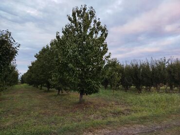 Словари: Quba rayon Küpçal Qışlaq kəndində Samur Abşeron kanalının yaxınlığında