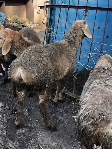 Баран, овца: Продаю | Баран (самец) | Для разведения | Племенные, Ярка — 3