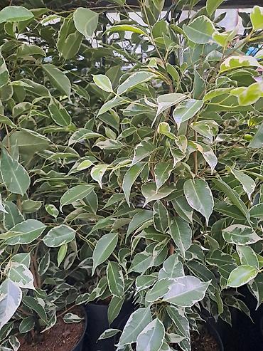 Ostale kućne biljke: Filadendron, velika biljka sa prve slike je 1000, Chlorophytum sa — 14