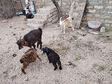 it xaltalari satisi: Ünvan novxanı Mariyana trenc arxası 2 ana iki bala bala ekiz qara — 5