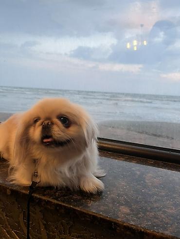 pekinez: Pekines, 1 il, Dişi, Ünvandan götürmə, Pulsuz çatdırılma — 2