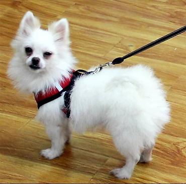 Зоотовары: Широкие шлейки с поводком для собак и кошек. Качество отличное — 5