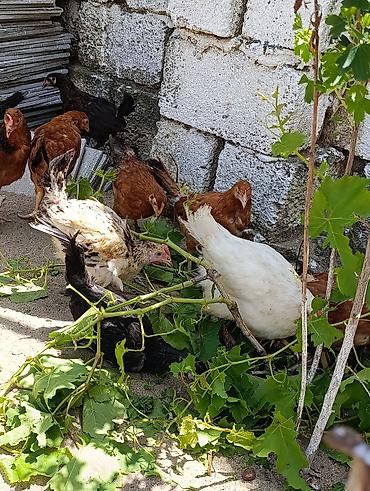 ditdili dermani: Məhsul: Yerli tam sağlam kənd toyuqları 3aylıq bütün vitaminləri — 4