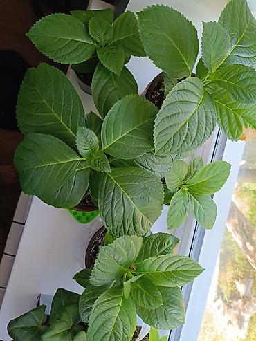 комтер: Гортензия комнатная (Hydrangea) — укорененные саженцы в горшках. - — 2