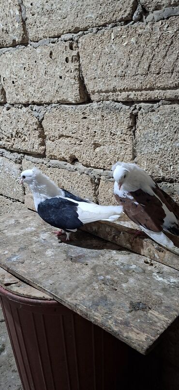 Göyərçinlər: Qoşa əbrəş çəp əbrəş quyruq erkəy qızqın super heyvandı mayasıda qara — 5