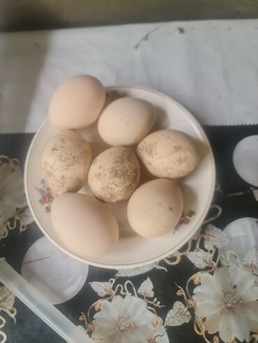 tovuz quşu: Tovuz quşları