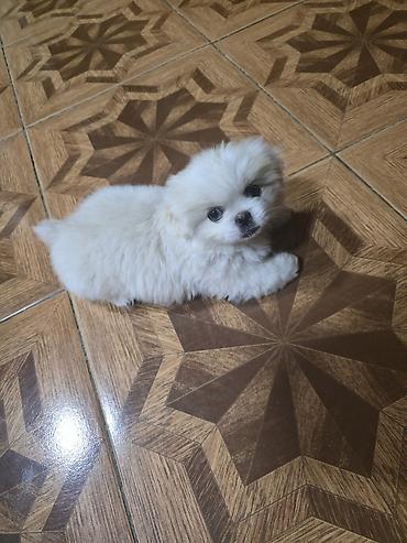 İtlər: Pekines, 2 ay, Dişi — 10