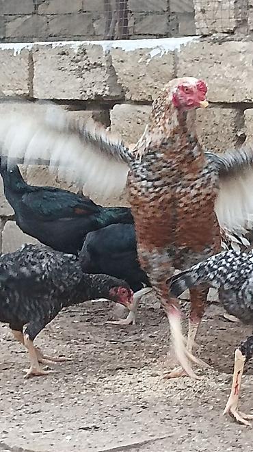 kənd cücəsi: Xoruz, il: 2, Ünvandan götürmə — 4