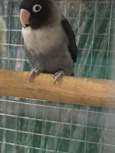 Tutuquşları: Məhsul: Sevgi quşları (Agapornis) Ünvan. 4 mkr dairəsi Təsvir: - — 4