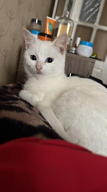 cutlesdirmek ucun pisik: Dişi, Yaxşı əllərə — 3