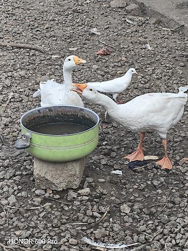 rəngli quslar: Ağ qazlar – təsərrüfat üçün seçmə dəstə - Cins: ağ linda qazlar - — 4